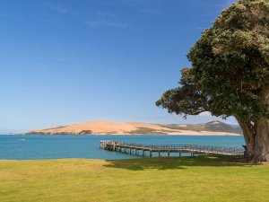 Waipoua Forest