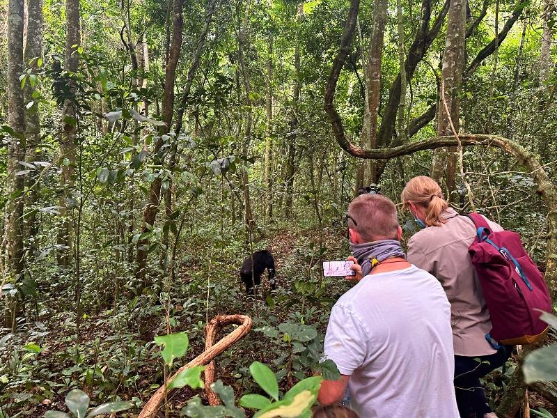 Chimpansee trekking Kibale