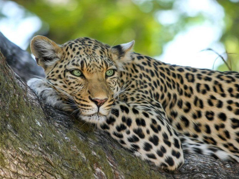 op safari in Tanzania