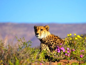 Cheeta Zuid-Afrika