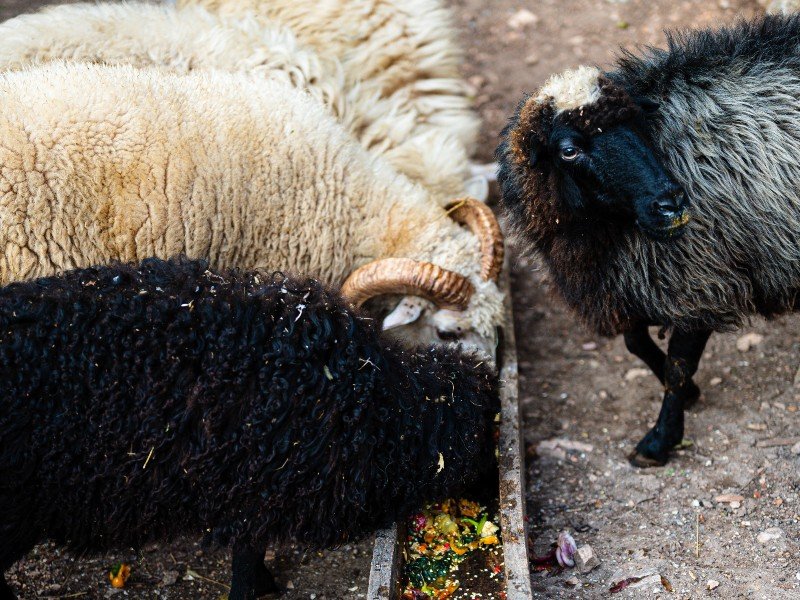 Drie schapen in Noord-Macedonië, wit, zwart en donkergrijs, die eten uit een houten voederbak