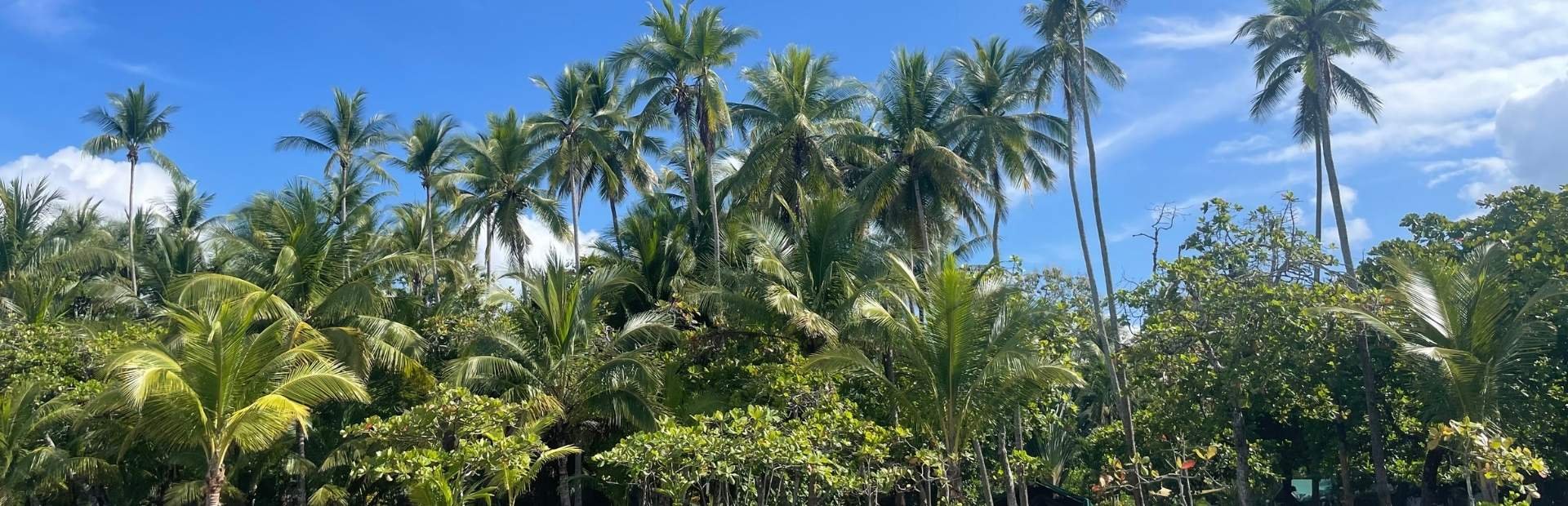 Palmbomen op het strand in Costa Rica