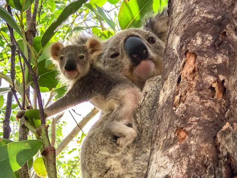 Koala in Australie
