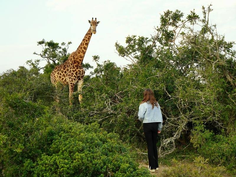 Giraf spotten tijdens wandelsafari in Zuid-Afrika