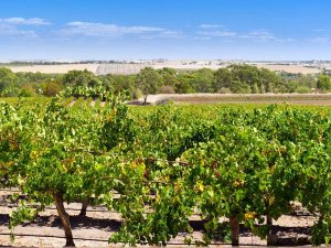 Wijnranken in Barossa Valley