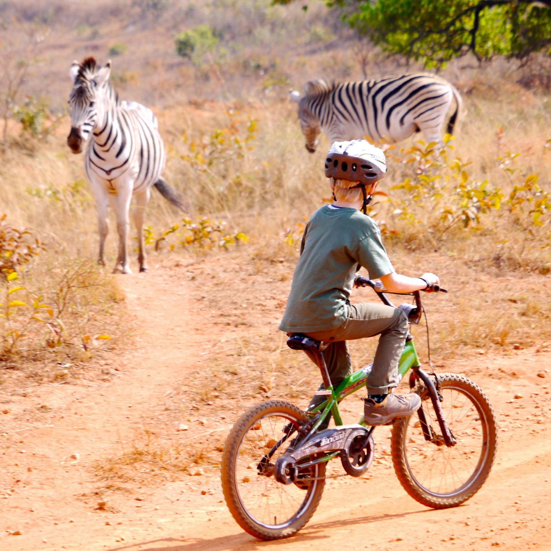 Fietsen tussen zebra's in Zuid-Afrika