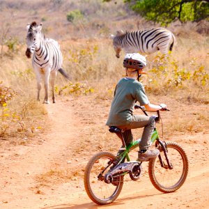 Fietsen tussen zebra's in Zuid-Afrika