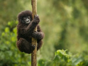 Oeganda baby gorilla