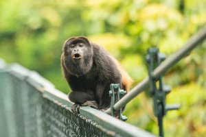Costa Rica met kinderen