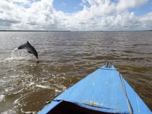 Dolfijnen in de Suriname rivier
