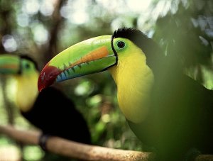 Toekan in Costa Rica
