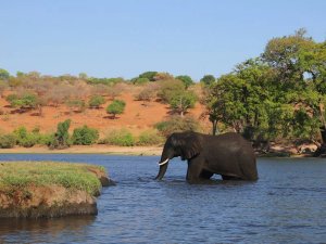 Een olifant loopt door een rivier met op de achtergrond een droog, heuvelachtig landschap en groene bomen.