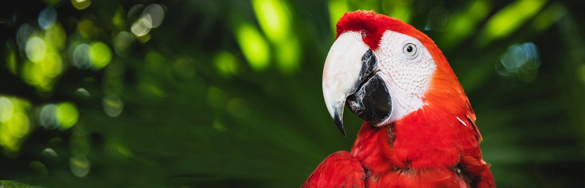 Rode ara in Costa Rica