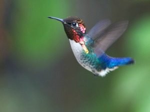 Bijkolibrie met iriserende rode keel en blauwe staart zweeft tegen een wazige groene achtergrond in Cuba