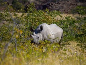 Namibië - Damaraland - Rhino trekking - neushoorn