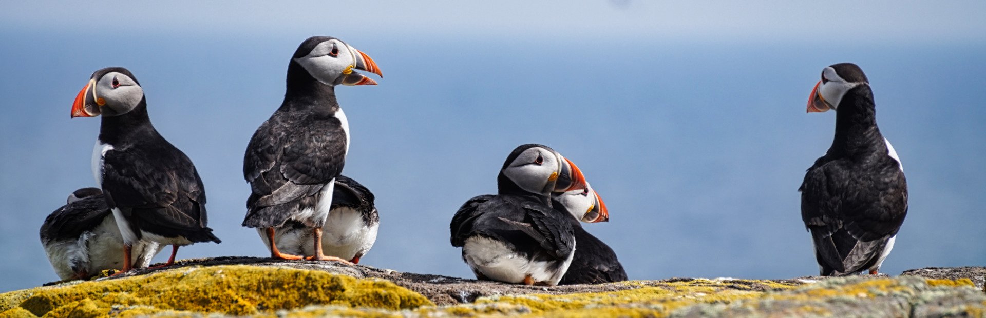 A group of puffins with colorful beaks resting on a lichen-covered rock against a blue sky.