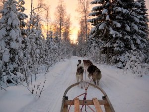 Lapland huskysafari