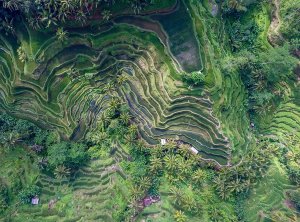 bali