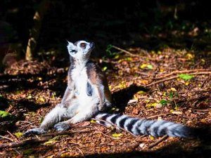Madagascar Parc d'Anja