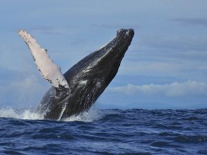 Walvis Zuid-Afrika