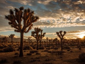 Joshua tree national park