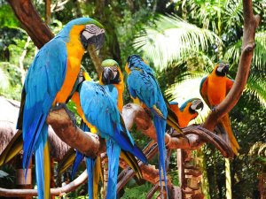 wildlife brazilie