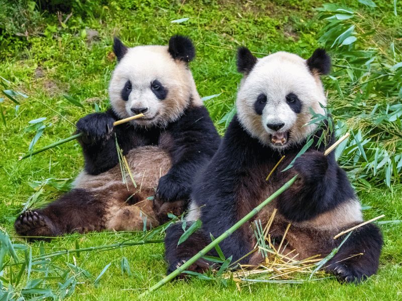 Panda’s in Chengdu, China