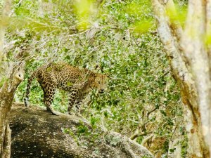 Leopard in Sri Lanka