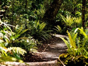 Kronkelend pad door een weelderig bos vol varens met gefilterd zonlicht in een natuurgebied