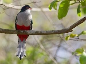 Cubaanse trogon met rode buik, groene rug en zwarte kop zit op een tak in Cuba