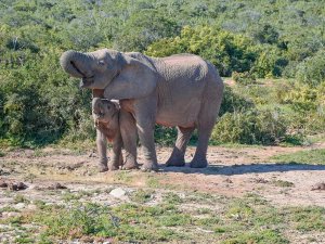 Addo National Park