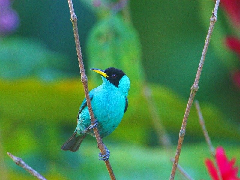Kleurrijke vogel