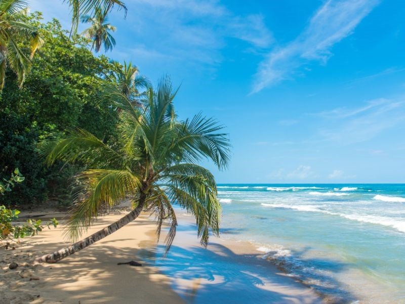 Costa Rica strand palmboom cahuita