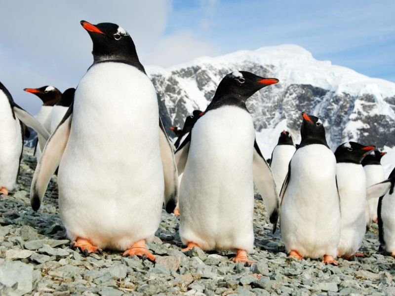 antartica expeditie