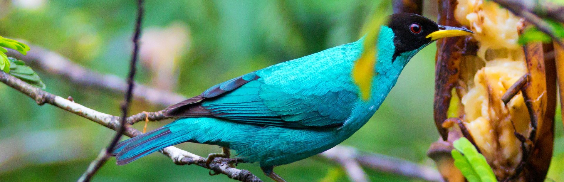 Kleurrijke vogel