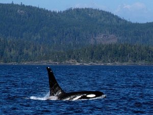 Orka Campbell River Canada