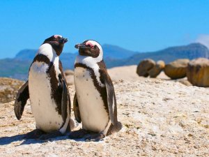 Zuid-Afrika Houtbaai pinguïns bij Boulders beach