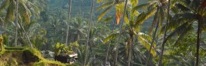 Rondreis indonesië
