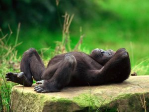 Oeganda - slapende chimpansee