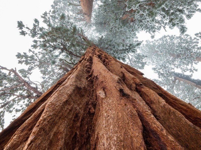 Sequoia boom Amerika