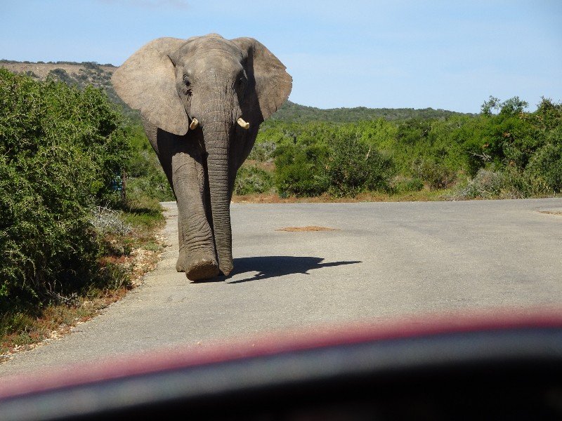Zuid-Afrika olifant vanuit auto