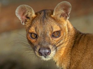 Madagascar fosa