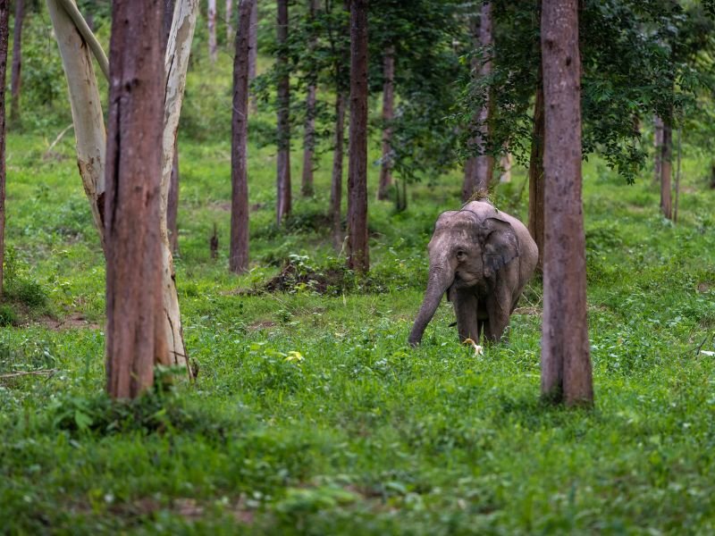 Jonge olifant wandelt door een groen bos met hoge, rechte bomen.