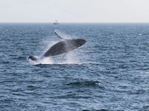 Bultrugwalvis springt uit water bij Boa VVista Kaapverdië