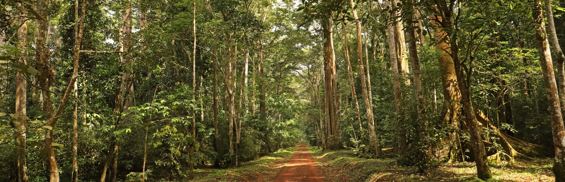 Bosweg in Kibale NP - Oeganda