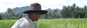 Een Indonesiër aan het werk in de rijstvelden