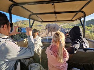 zuid afrika safari olifant jeep