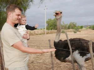 Man met een baby voert een struisvogel achter een hek in Zuid-Afrika