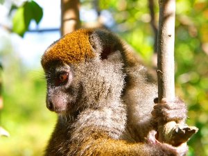 Madagascar Bamboemaki