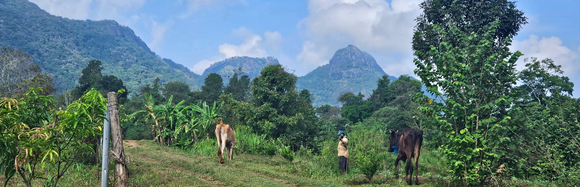 Rondreis Sri Lanka met tuktuk en de trein